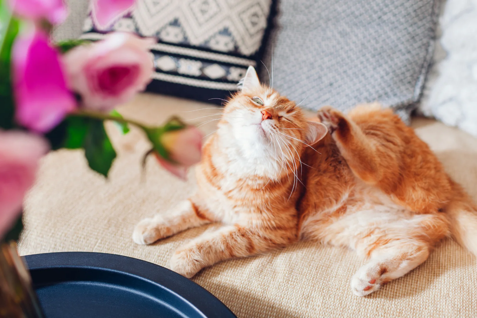 Vet-Approved Style for Every Pet